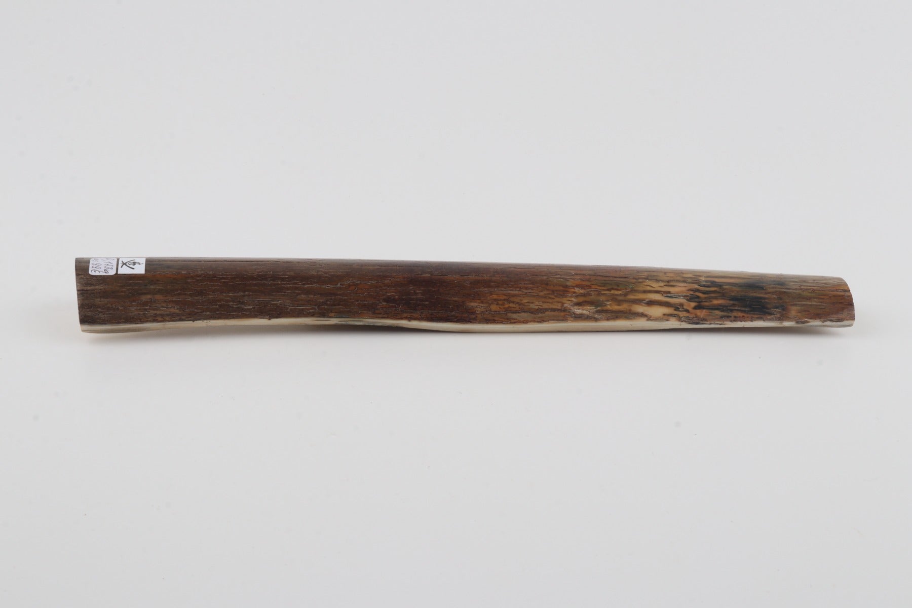 Brown mammoth bark