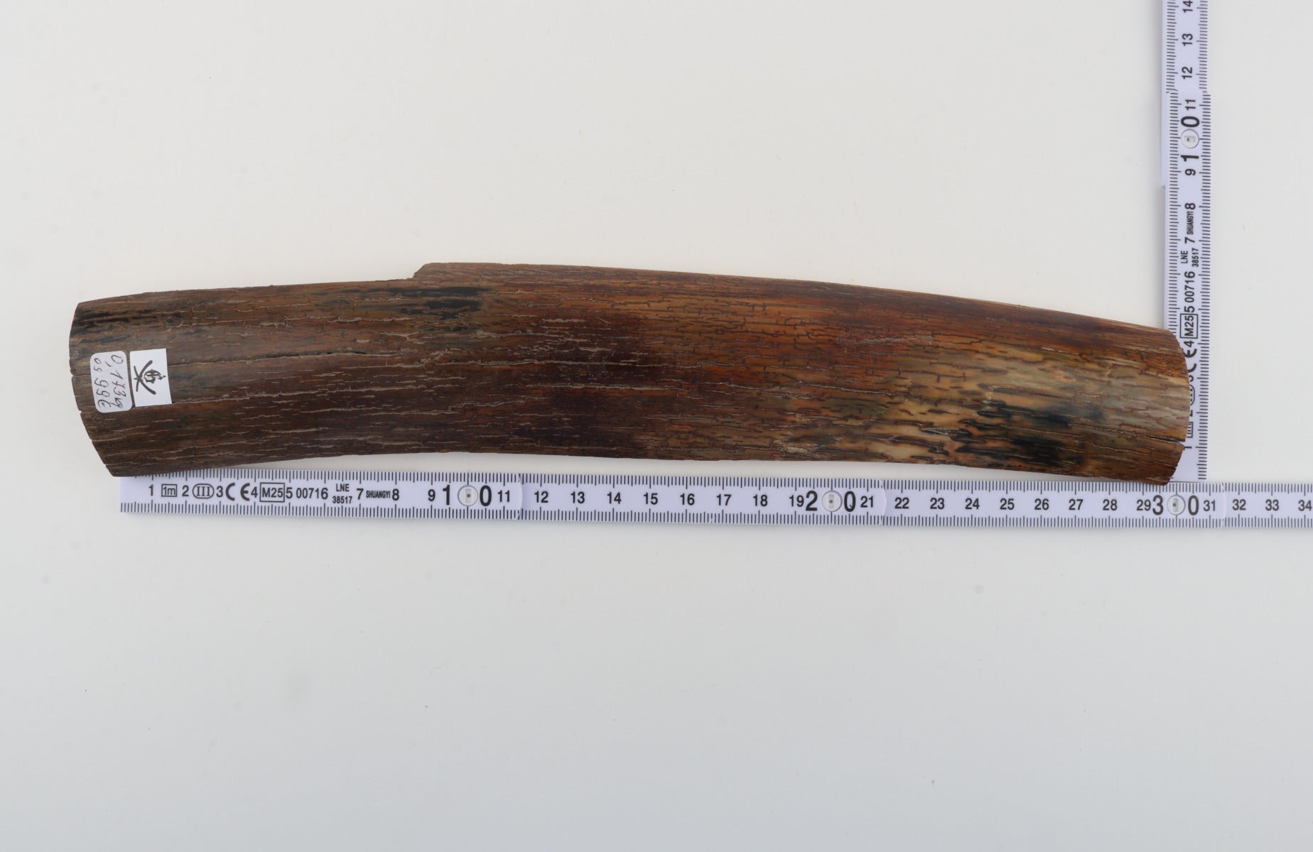 Brown mammoth bark