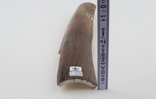 Brown mammoth bark