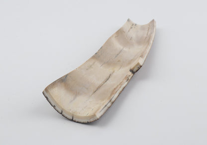 Brown mammoth bark