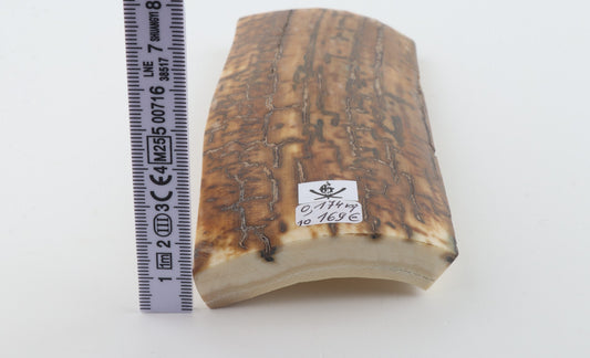 Mustard mammoth bark