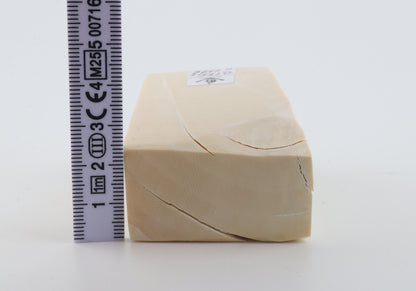 White mammoth ivory segment