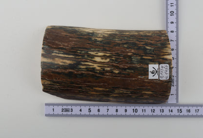 Brown-blue mammoth bark