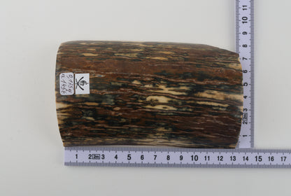 Brown-blue mammoth bark