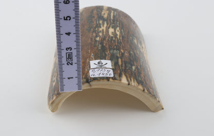 Brown-blue mammoth bark