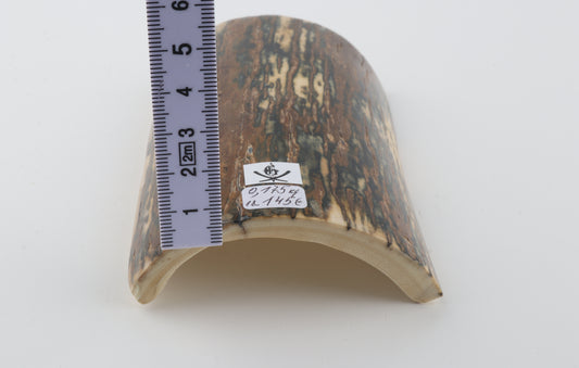 Brown-blue mammoth bark