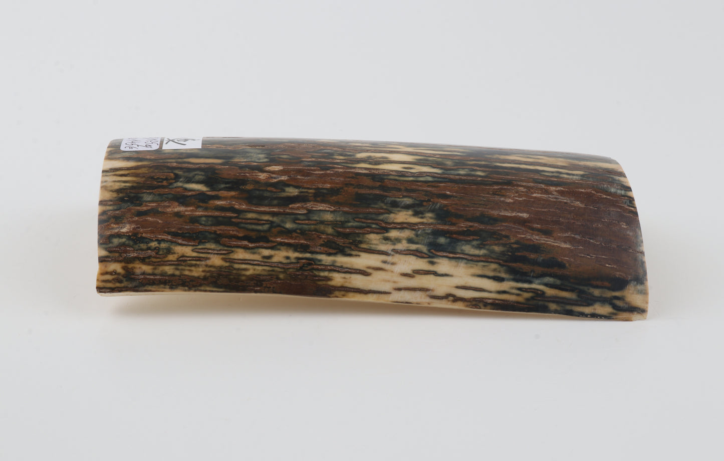 Brown-blue mammoth bark