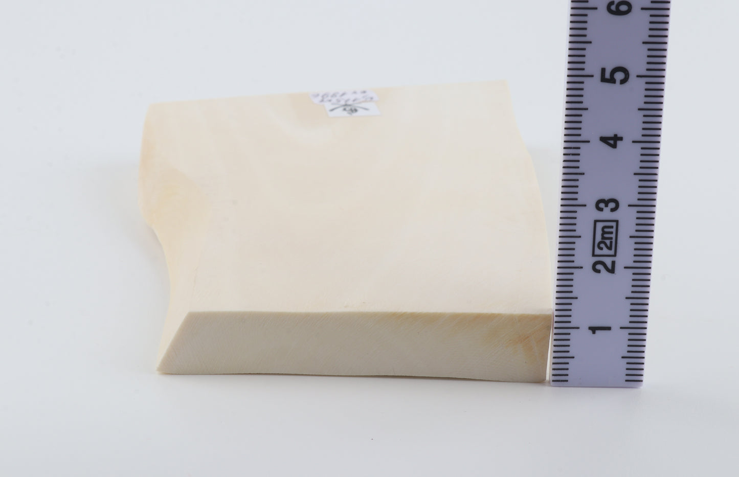 White mammoth ivory segment