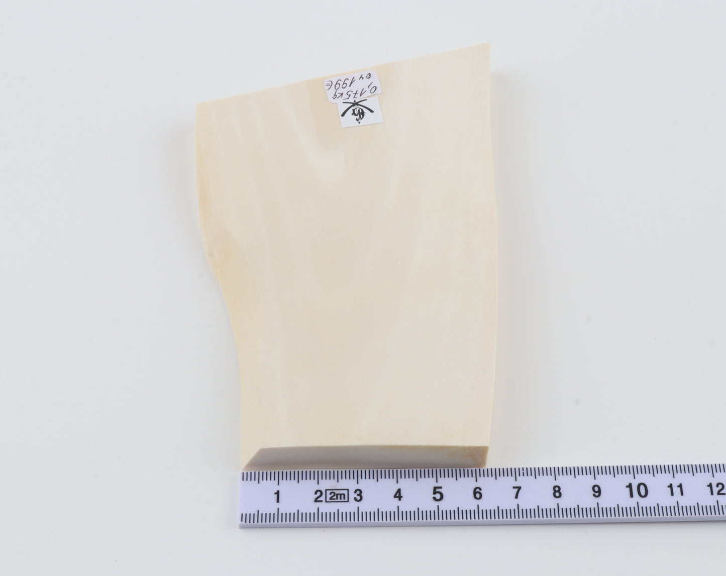 White mammoth ivory segment