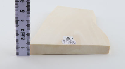 White mammoth ivory segment