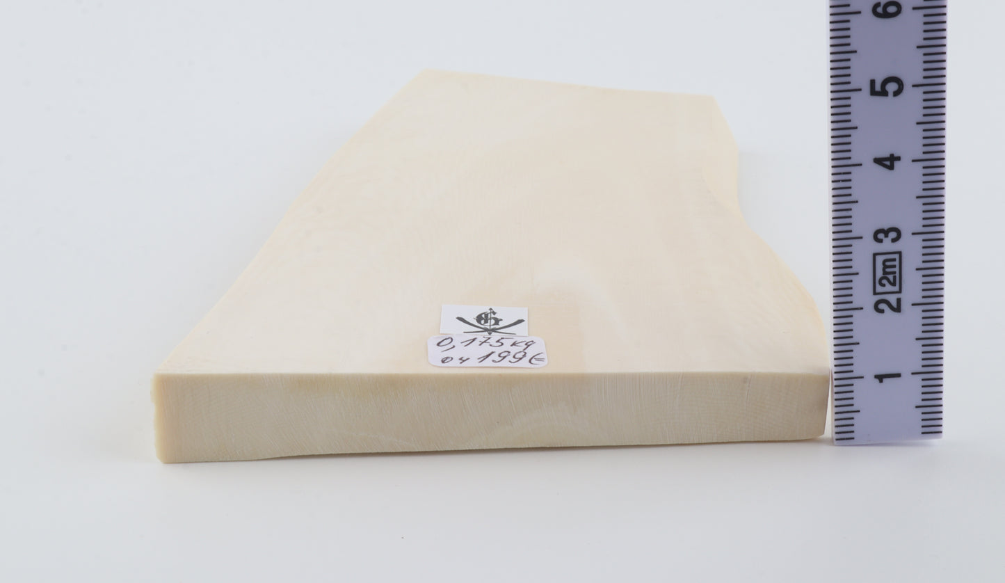 White mammoth ivory segment