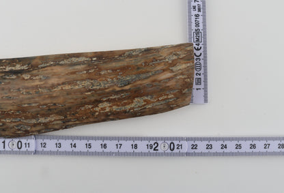 Beige mammoth bark