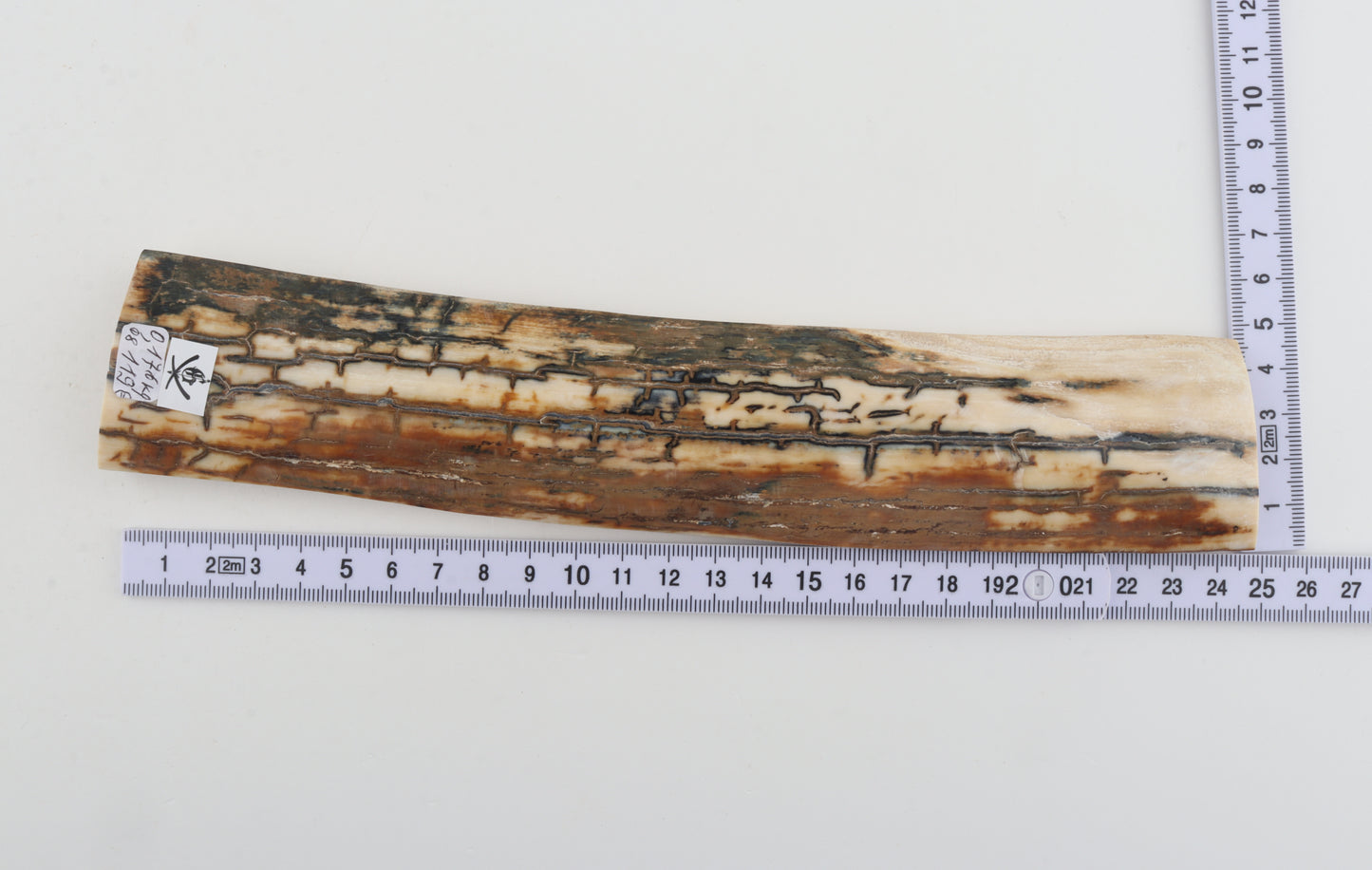 Natural woolly mammoth bark