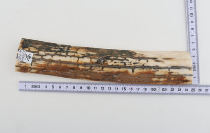 Natural woolly mammoth bark