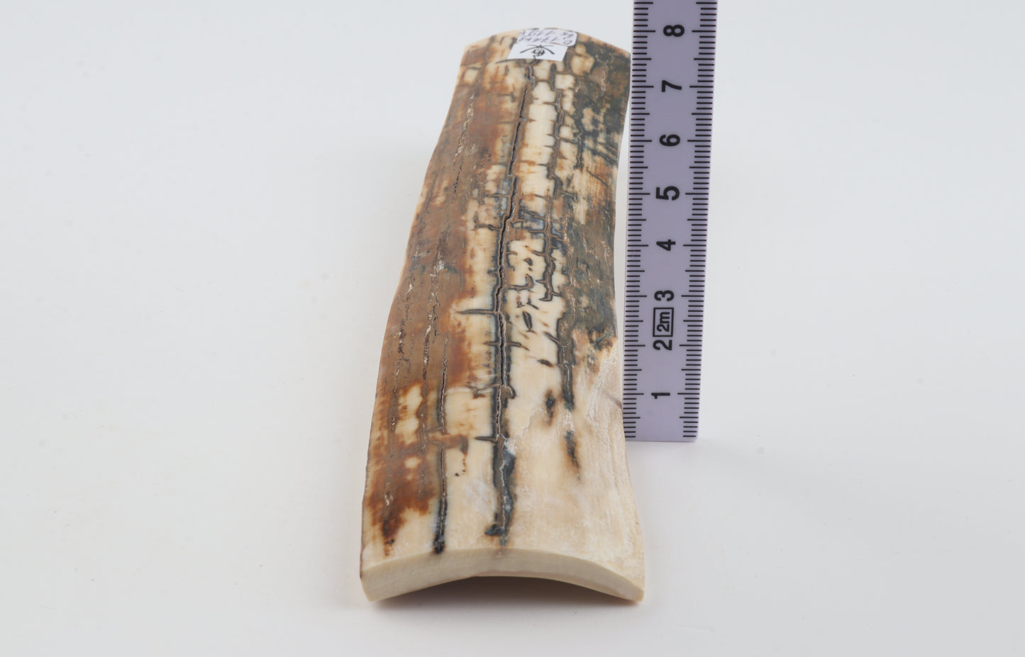 Natural woolly mammoth bark