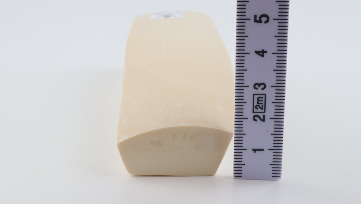 White mammoth ivory segment