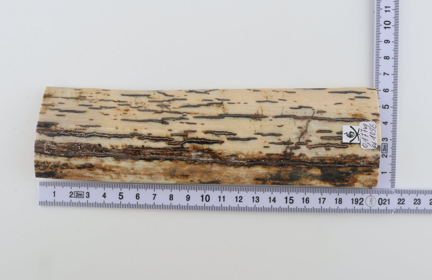 White-brown mammoth bark