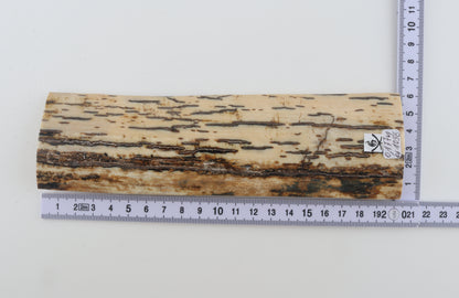 White-brown mammoth bark