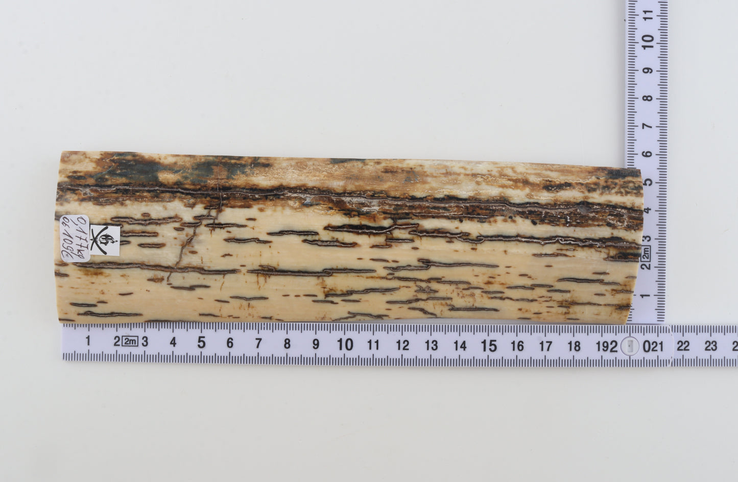 White-brown mammoth bark