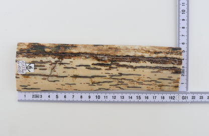 White-brown mammoth bark