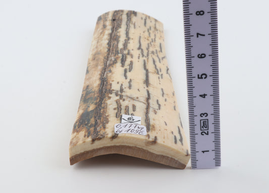 White-brown mammoth bark