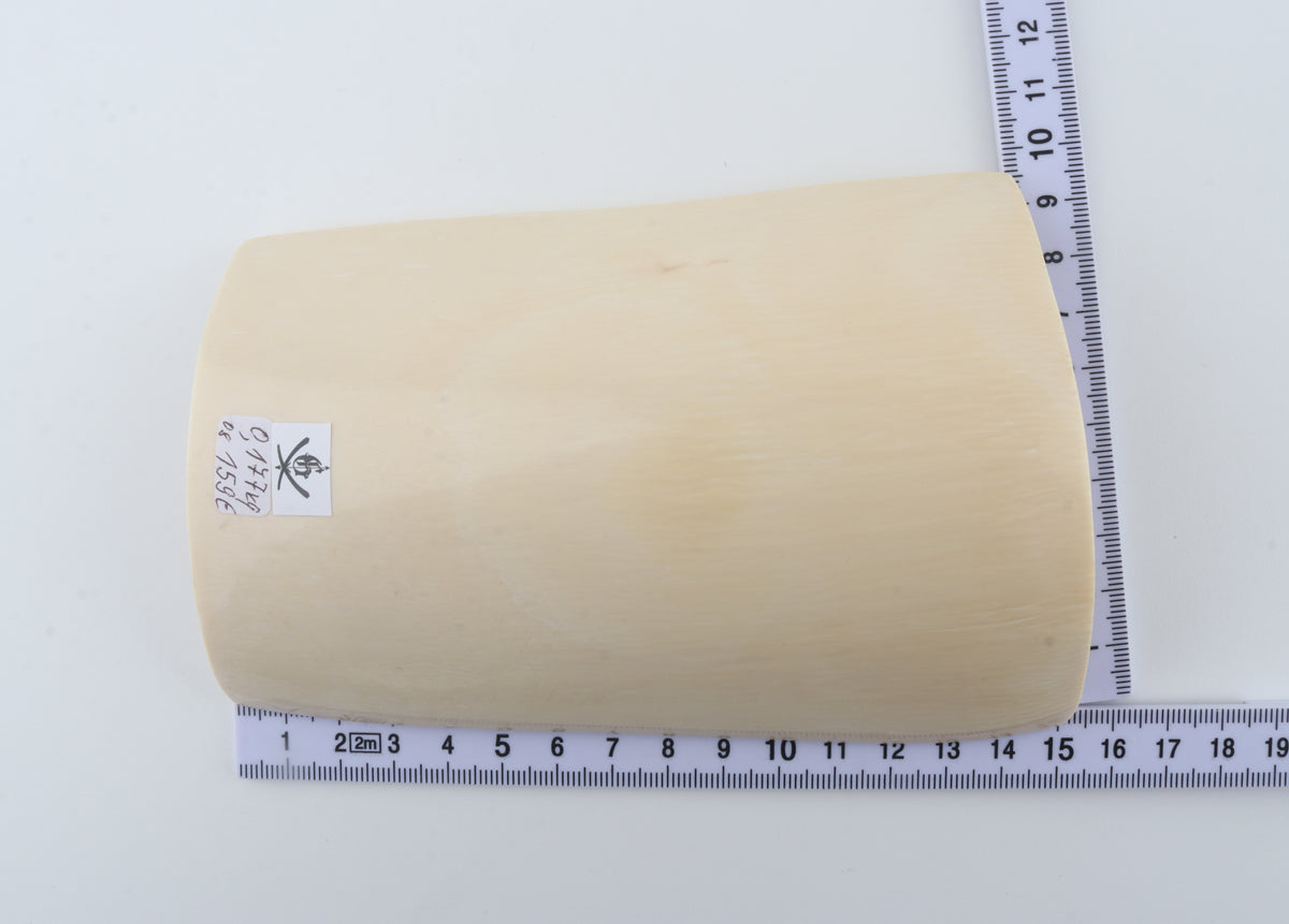 White mammoth ivory segment