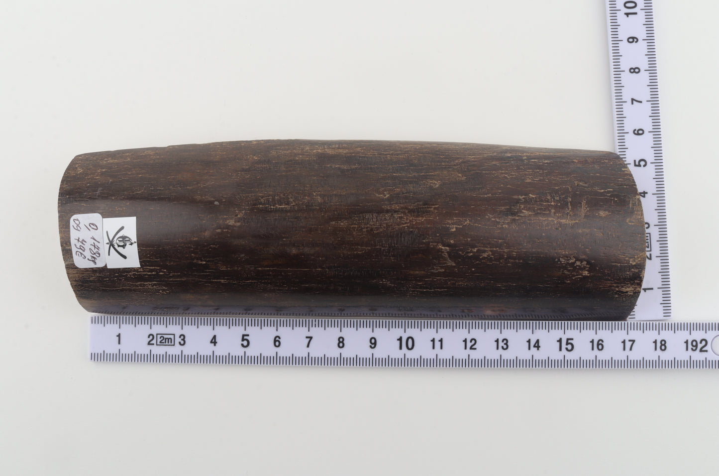 Brown mammoth bark