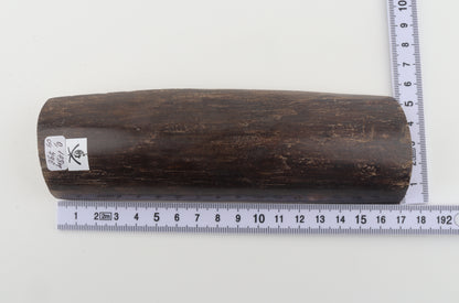 Brown mammoth bark
