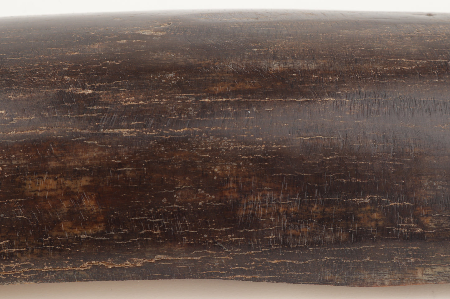 Brown mammoth bark