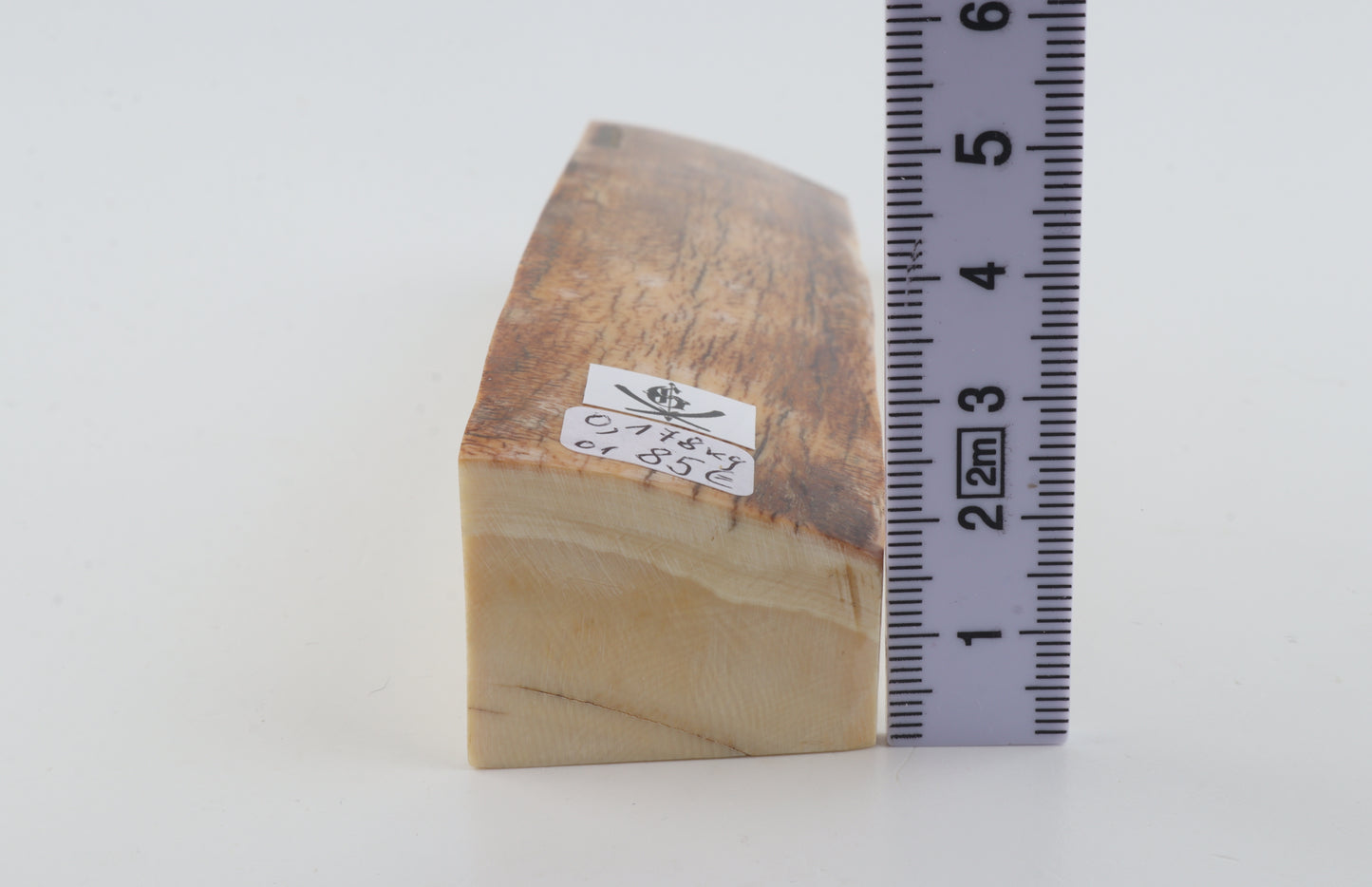 Natural woolly mammoth ivory piece
