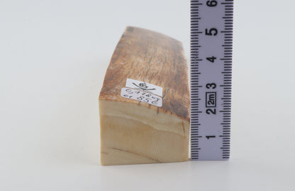 Natural woolly mammoth ivory piece