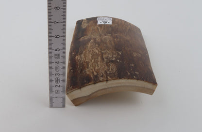 Brown mammoth bark
