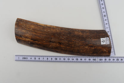 Brown mammoth bark