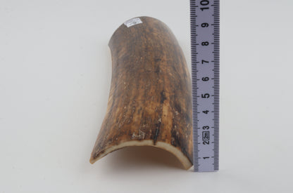 Brown mammoth bark