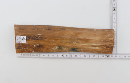 Beige mammoth bark