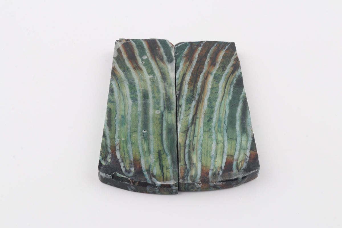 Stabilised mammoth molar scales
