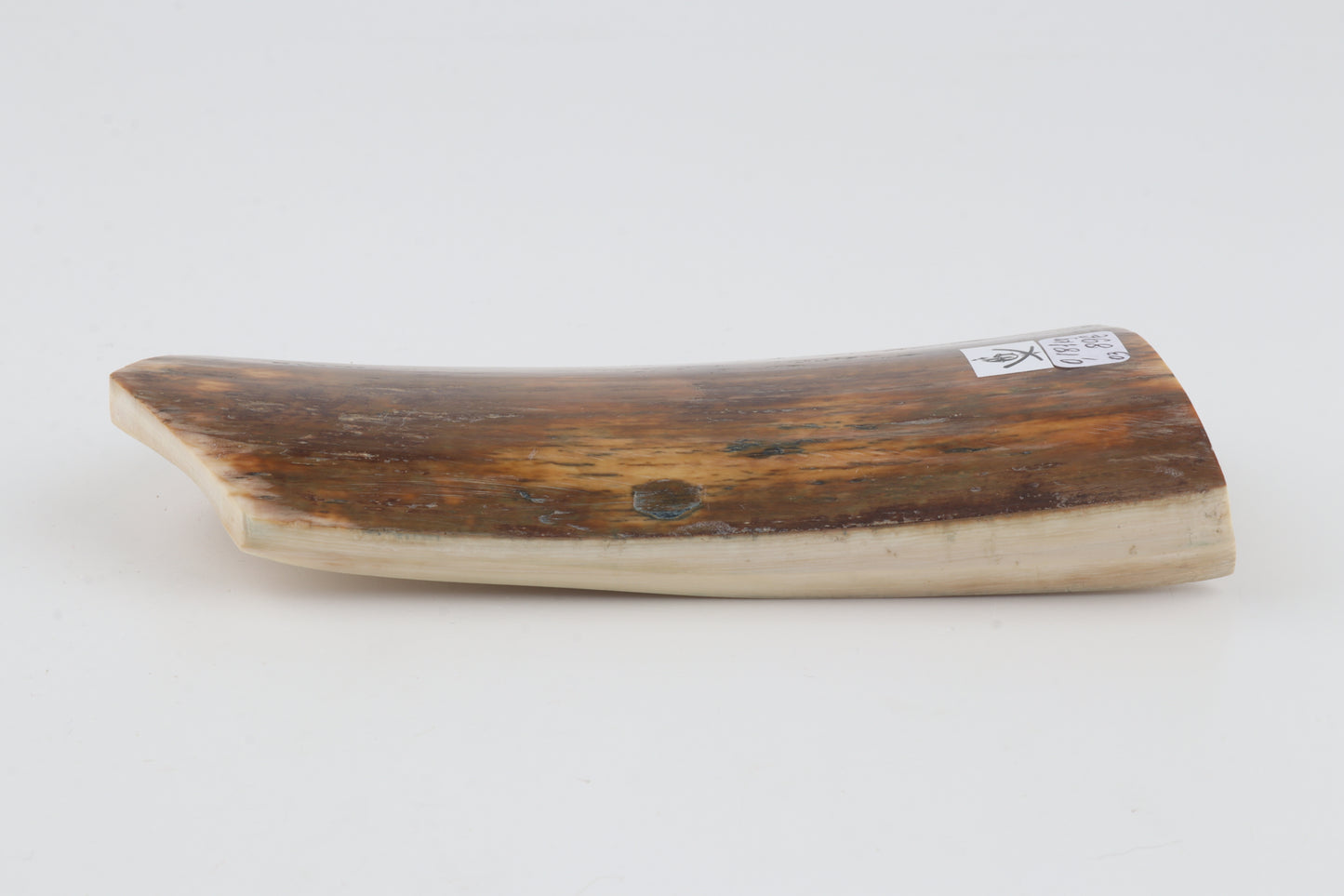 Natural woolly mammoth bark