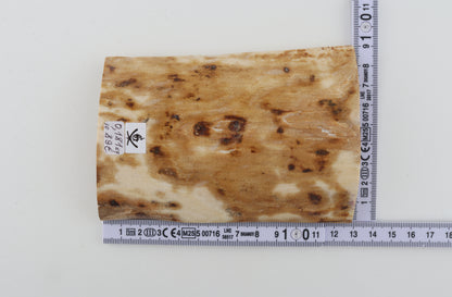 Creme-white mammoth bark