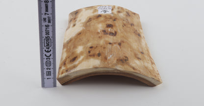 Creme-white mammoth bark