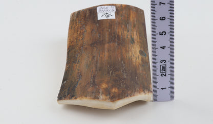 Natural woolly mammoth bark