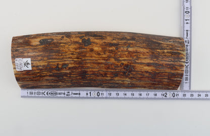 Brown-yellow mammoth bark
