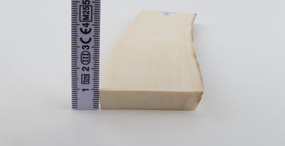 White mammoth ivory segment