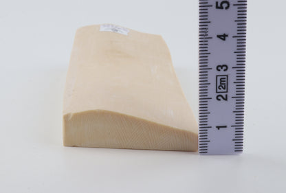White mammoth ivory segment