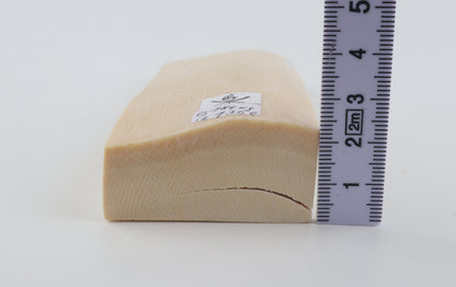 White mammoth ivory segment