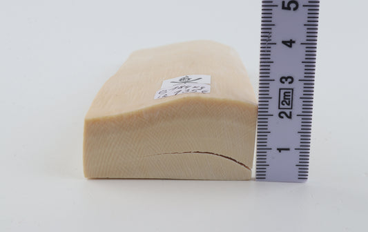 White mammoth ivory segment