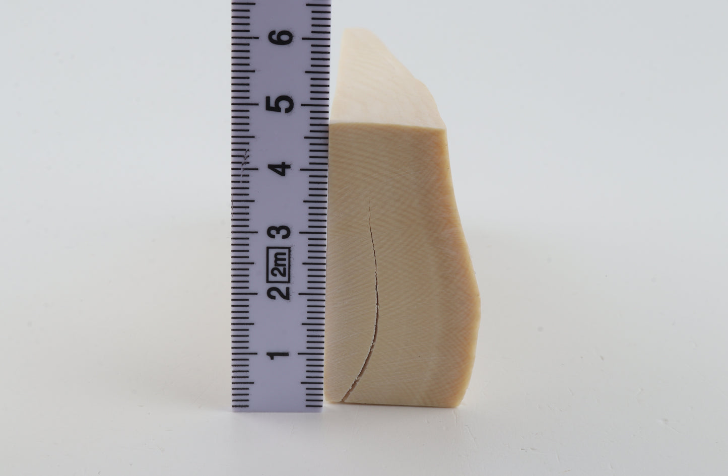 White mammoth ivory segment