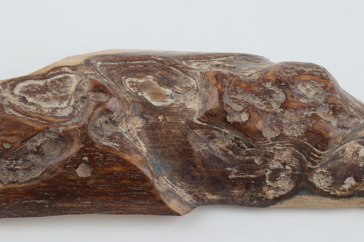 Unique mammoth bark piece