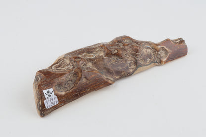 Unique mammoth bark piece