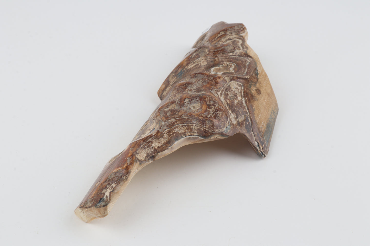 Unique mammoth bark piece