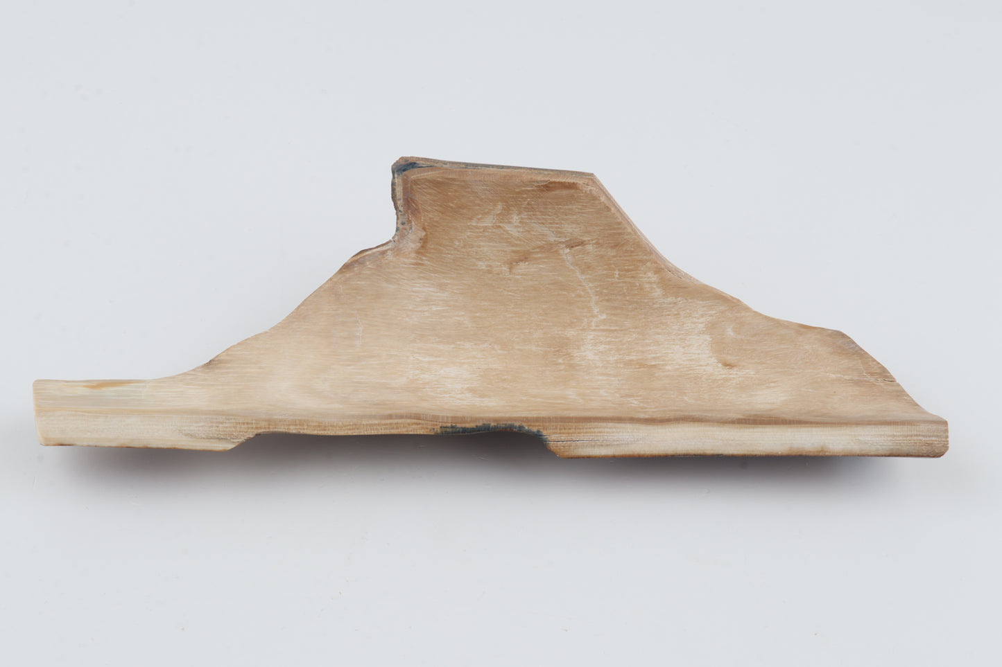 Unique mammoth bark piece